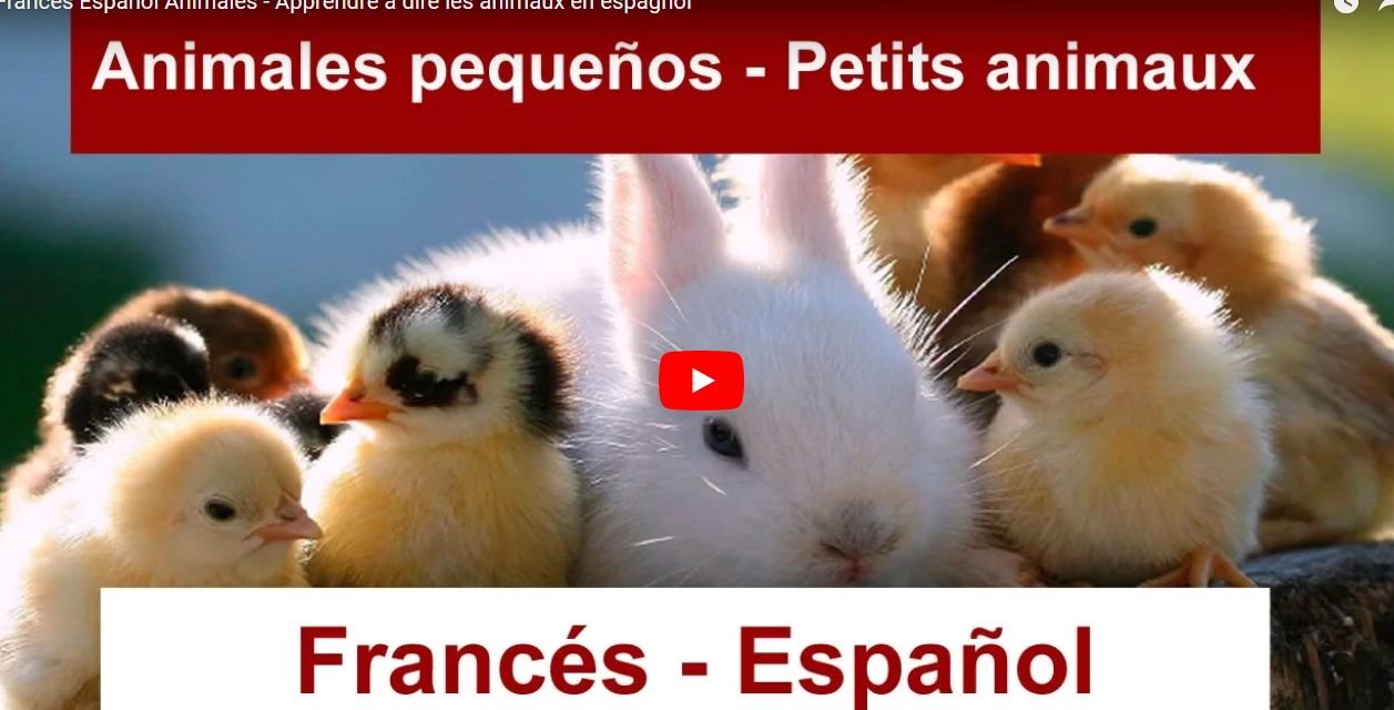 Animales pequeños en Francés