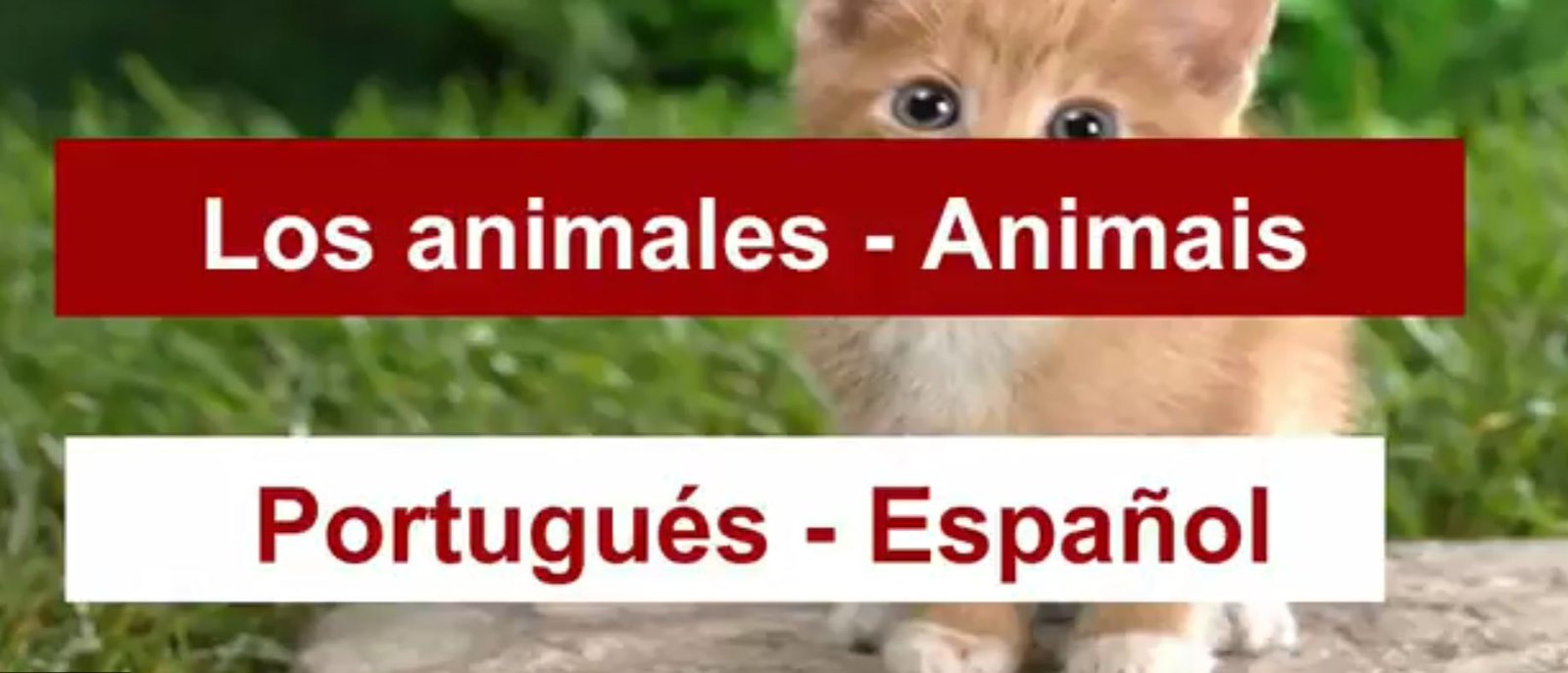 Animales en Portugués