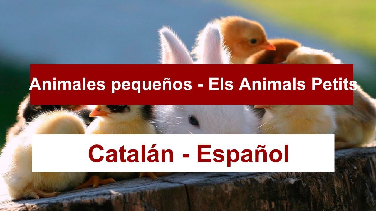 Animales en CATALÁN 🐰