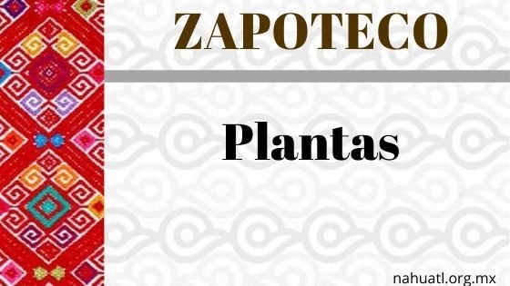 Zapoteco- Diccionario – Plantas