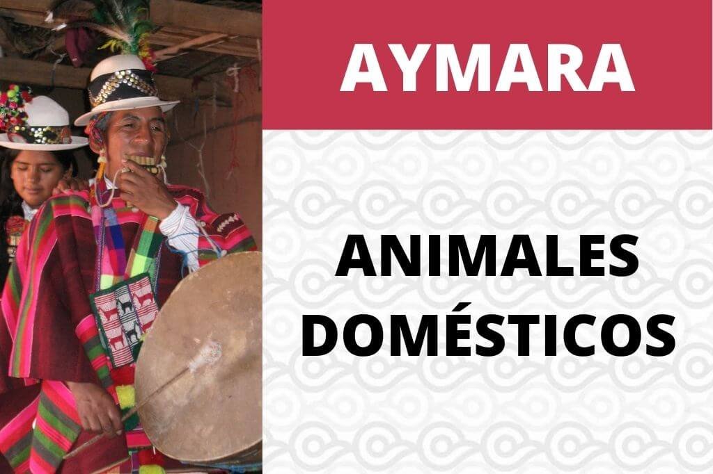 Animales domésticos en Aymara