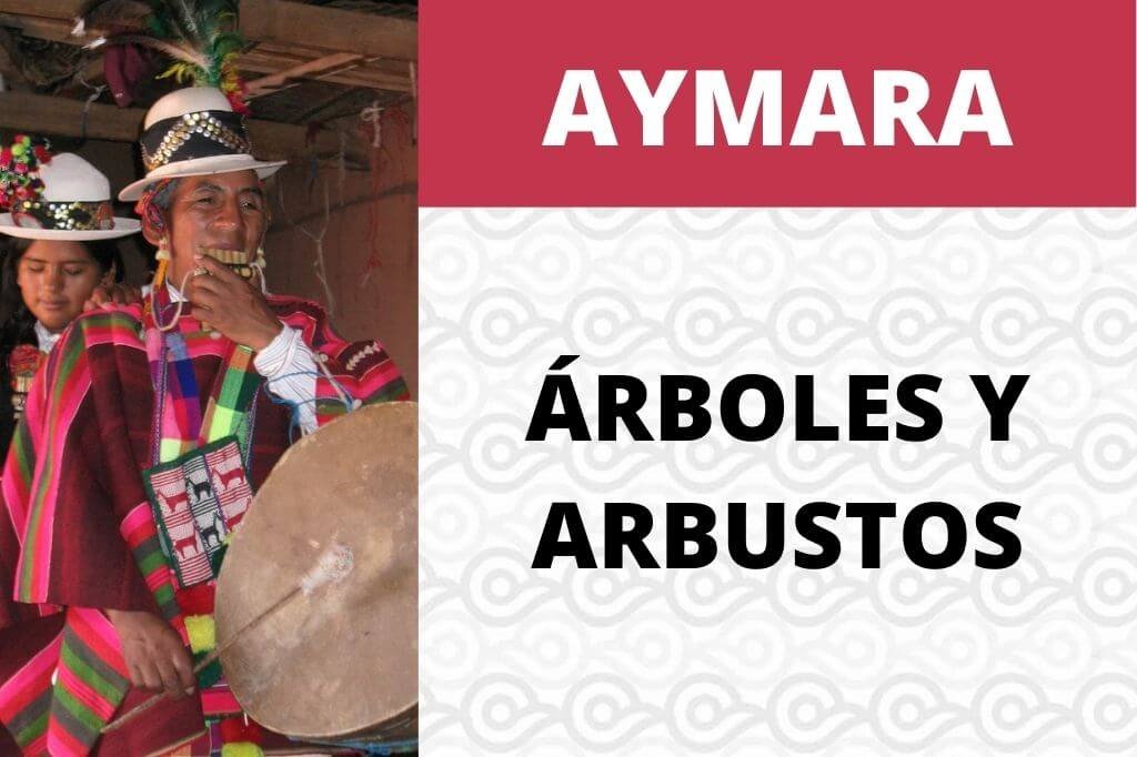 Listado de árboles y arbustos en Aymara