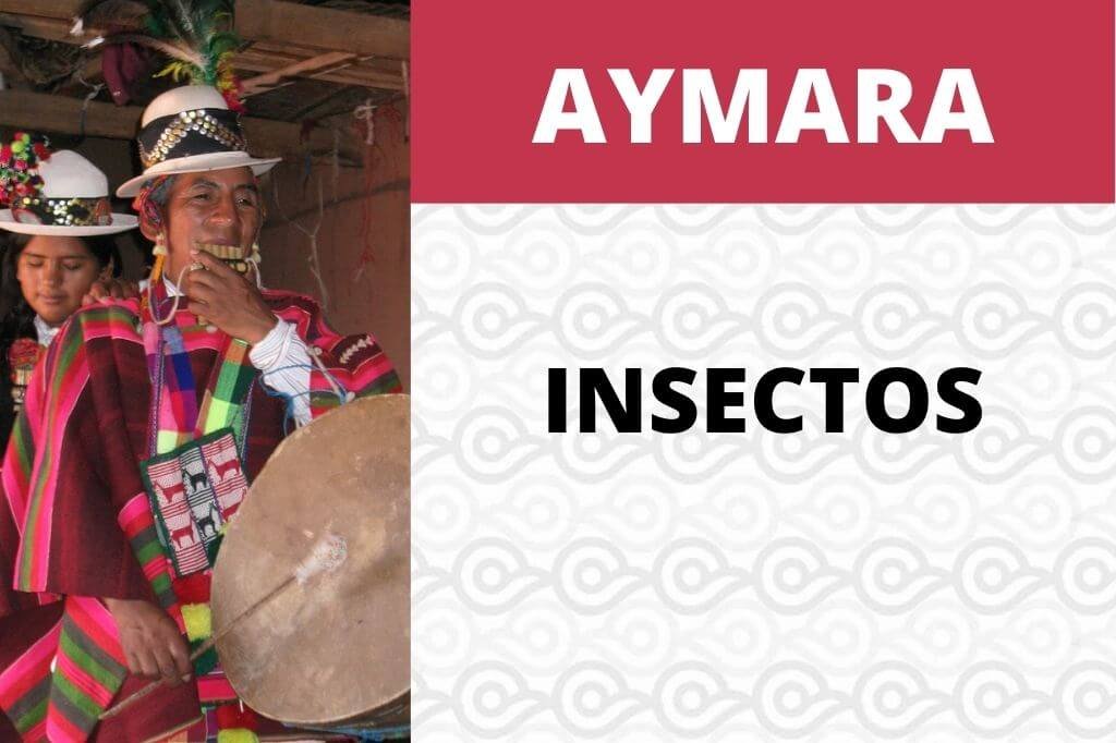 Insectos en Aymara