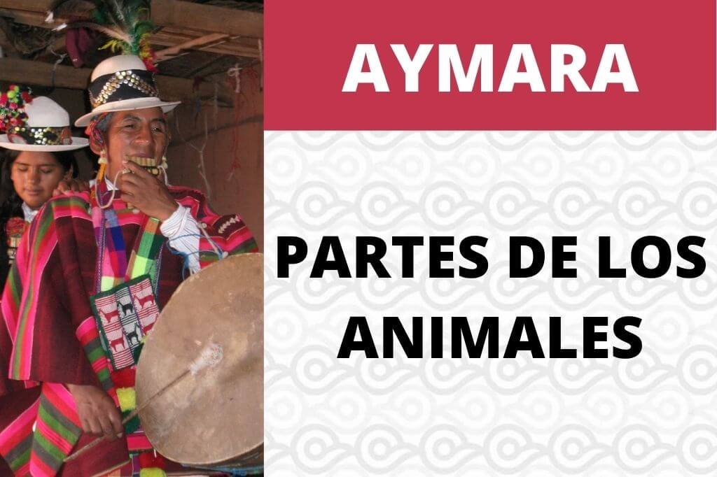 Partes de los animales en Aymara